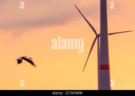 Sythen, NRW, 1. Juli 2020. Ein Storch aus der Gruppe gleitet bei Sonnenuntergang an einer Windturbine vorbei. Eine Gruppe von 12 Wildstörchen, drei Paare mit ihren jetzt erwachsenen Jungen, versammeln sich von verschiedenen Brutplätzen in der Gegend, um auf einem Feld zu sammeln und ihre Flügel zu verbreiten. Die zuvor getrennten Familien werden sich zunehmend als Gruppe versammeln, bevor sie ab August zu ihren Winterstandorten migrieren. Stockfoto