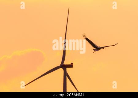 Sythen, NRW, 1. Juli 2020. Ein Storch aus der Gruppe gleitet bei Sonnenuntergang an einer Windturbine vorbei. Eine Gruppe von 12 Wildstörchen, drei Paare mit ihren jetzt erwachsenen Jungen, versammeln sich von verschiedenen Brutplätzen in der Gegend, um auf einem Feld zu sammeln und ihre Flügel zu verbreiten. Die zuvor getrennten Familien werden sich zunehmend als Gruppe versammeln, bevor sie ab August zu ihren Winterstandorten migrieren. Stockfoto