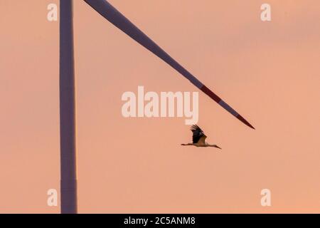 Sythen, NRW, 1. Juli 2020. Ein Storch aus der Gruppe gleitet bei Sonnenuntergang an einer Windturbine vorbei. Eine Gruppe von 12 Wildstörchen, drei Paare mit ihren jetzt erwachsenen Jungen, versammeln sich von verschiedenen Brutplätzen in der Gegend, um auf einem Feld zu sammeln und ihre Flügel zu verbreiten. Die zuvor getrennten Familien werden sich zunehmend als Gruppe versammeln, bevor sie ab August zu ihren Winterstandorten migrieren. Stockfoto