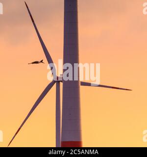 Sythen, NRW, 1. Juli 2020. Ein Storch aus der Gruppe gleitet bei Sonnenuntergang an einer Windturbine vorbei. Eine Gruppe von 12 Wildstörchen, drei Paare mit ihren jetzt erwachsenen Jungen, versammeln sich von verschiedenen Brutplätzen in der Gegend, um auf einem Feld zu sammeln und ihre Flügel zu verbreiten. Die zuvor getrennten Familien werden sich zunehmend als Gruppe versammeln, bevor sie ab August zu ihren Winterstandorten migrieren. Stockfoto