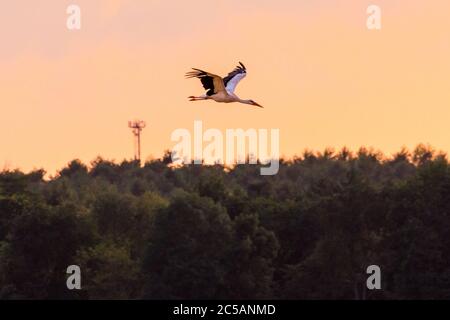 Sythen, NRW, 1. Juli 2020. Ein Storch aus der Gruppe gleitet bei Sonnenuntergang an einer Windturbine vorbei. Eine Gruppe von 12 Wildstörchen, drei Paare mit ihren jetzt erwachsenen Jungen, versammeln sich von verschiedenen Brutplätzen in der Gegend, um auf einem Feld zu sammeln und ihre Flügel zu verbreiten. Die zuvor getrennten Familien werden sich zunehmend als Gruppe versammeln, bevor sie ab August zu ihren Winterstandorten migrieren. Stockfoto