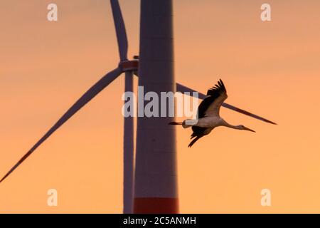 Sythen, NRW, 1. Juli 2020. Ein Storch aus der Gruppe gleitet bei Sonnenuntergang an einer Windturbine vorbei. Eine Gruppe von 12 Wildstörchen, drei Paare mit ihren jetzt erwachsenen Jungen, versammeln sich von verschiedenen Brutplätzen in der Gegend, um auf einem Feld zu sammeln und ihre Flügel zu verbreiten. Die zuvor getrennten Familien werden sich zunehmend als Gruppe versammeln, bevor sie ab August zu ihren Winterstandorten migrieren. Stockfoto