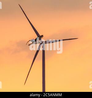 Sythen, NRW, 1. Juli 2020. Ein Storch aus der Gruppe gleitet bei Sonnenuntergang an einer Windturbine vorbei. Eine Gruppe von 12 Wildstörchen, drei Paare mit ihren jetzt erwachsenen Jungen, versammeln sich von verschiedenen Brutplätzen in der Gegend, um auf einem Feld zu sammeln und ihre Flügel zu verbreiten. Die zuvor getrennten Familien werden sich zunehmend als Gruppe versammeln, bevor sie ab August zu ihren Winterstandorten migrieren. Stockfoto