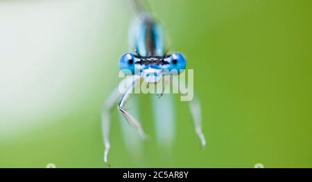 Kopf der azurblauen Damselfliege (Coenagrion puella) Stockfoto