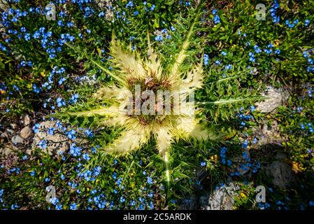 Nahaufnahme einer Distelblume von oben Stockfoto