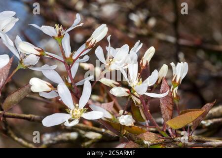 Amelanchier lamarckii ein kleiner Laubbaum mit weißen verschneiten Blüten im frühen Frühjahr allgemein bekannt als verschneite mespilus oder Wacholderbeere Stockfoto