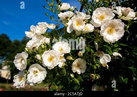 Sprühen Sie Rose mit blühenden Knospen aus Weiß im Garten gegen den blauen Himmel, Rosengarten aus nächster Nähe. Stockfoto