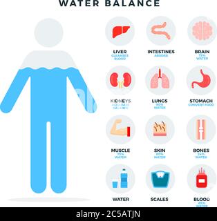 Menschlicher Wasserhaushalt, Symbole für Infografiken. Wasserhaushalt und seine Auswirkungen auf die Organe und Systeme des menschlichen Körpers. Vektorgrafik. Stock Vektor