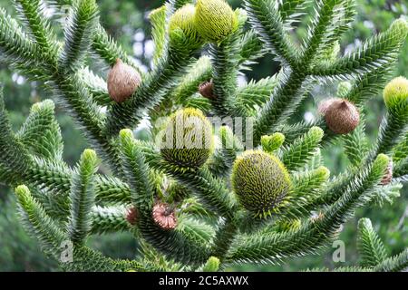 Weibliche Frucht auf Araucaria araucana (gemeinhin als der Affe Puzzle-Baum) Stockfoto