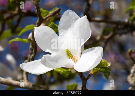 Magnolia Kobus 'Norman Gould' ein weißer Winterstrauch oder kleiner Baum, der als Magnolia stellata oder Sternmagnolie bekannt ist Stockfoto