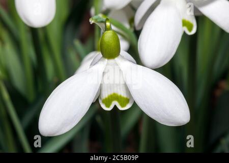 Galanthus 'S. Arnott' (Schneeglöpfen) eine Art von Schneeglöpfen oft in frühen Frühlingsgärten gefunden Stockfoto