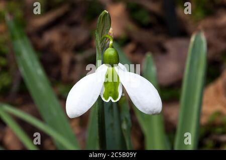 Galanthus x hybridus 'Merlin' (Schneeglöckchen) eine Art von Schneeglöckchen, die oft in frühen Frühlingsgärten gefunden wird Stockfoto