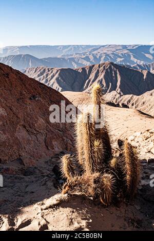 Kaktus in peruanischer Wüste. Nasca, Abteilung von Ica, Peru. Stockfoto