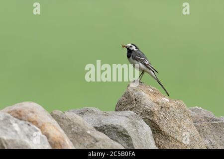 Ein einzelner Pied Wagtail (UK), der auf einer trockenen Steinwand vor einem leeren grünen Hintergrund thront. Die Bachstelze hat Futter in ihrem Schnabel bereit, es zu füttern ist jung. Stockfoto