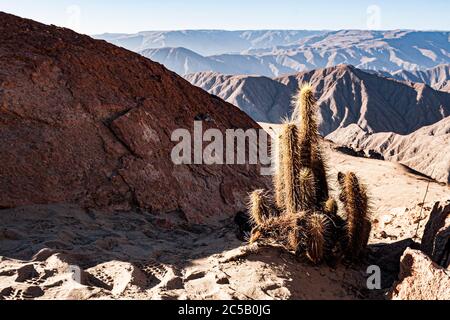 Kaktus in peruanischer Wüste. Nasca, Abteilung von Ica, Peru. Stockfoto