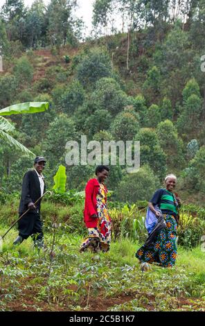 Kokabanya Washing Station und Geldprämien mit Rob Fiedler von Africana Traders Stockfoto