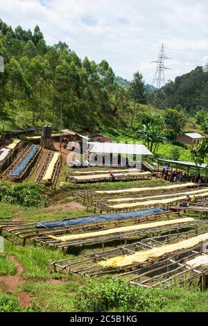 Kokabanya Washing Station und Geldprämien mit Rob Fiedler von Africana Traders Stockfoto