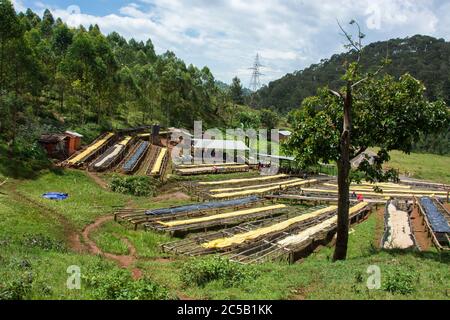 Kokabanya Washing Station und Geldprämien mit Rob Fiedler von Africana Traders Stockfoto