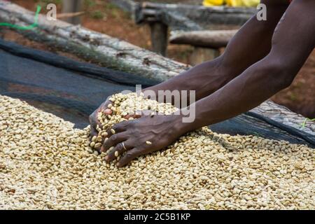 Kokabanya Washing Station und Geldprämien mit Rob Fiedler von Africana Traders Stockfoto