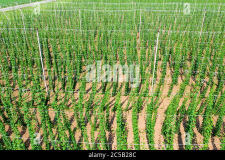 Hopfen auf dem Feld für den Einsatz in Brauereien, Luftaufnahme Stockfoto