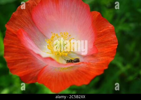 Rote Zweilagige Shirley-Mohnblume (Gemeiner Mohnblume) Stockfoto