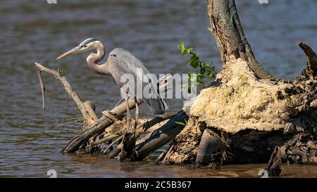 Huntley Meadows Stockfoto