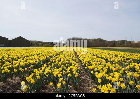 Felder mit goldenen Narzissen in der Nähe des nordholländischen Dorfes Egmond aan den hoef im Frühling. In der Ferne die Sanddünen. Niederlande, 9. April 2020 Stockfoto