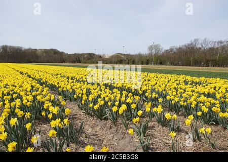 Felder mit goldenen Narzissen in der Nähe des nordholländischen Dorfes Egmond aan den hoef im Frühling. In der Ferne die Sanddünen. Niederlande, 9. April 2020 Stockfoto