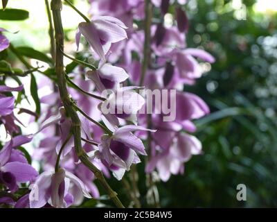 Schöne Aufnahme von violetten Orchideen auf einem verschwommenen Grün Hintergrund Stockfoto