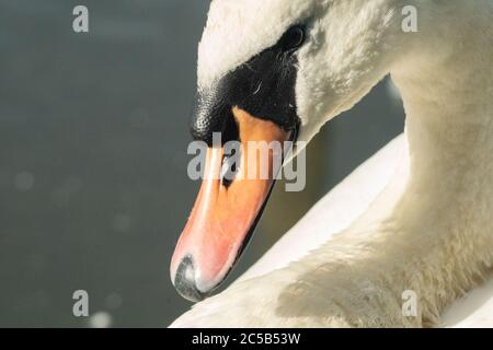 Mute Swan cygnus olor close up / Head shot, England UK Stockfoto