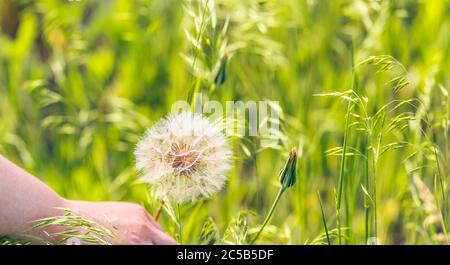 Nahaufnahme der Hand der Frau hält großen weißen Löwenzahn. Blühender Blowball im grünen Gras. Stockfoto