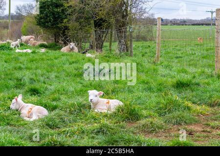 Lämmer und Schafe auf einem Feld in Rutland, England Stockfoto