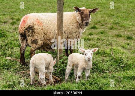 Lämmer und Schafe auf einem Feld in Rutland, England Stockfoto