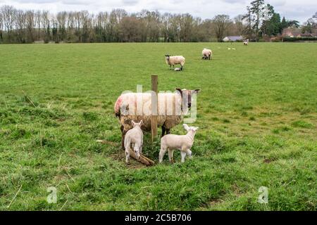 Lämmer und Schafe auf einem Feld in Rutland, England Stockfoto