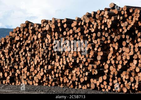 Stapel von rohen Holzstämmen sitzen gestapelt in der Werft bei Tolko Industries Lakeview Division in Williams Lake, British Columbia, Kanada. Stockfoto