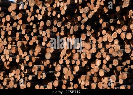 Stapel von rohen Holzstämmen sitzen gestapelt in der Werft bei Tolko Industries Lakeview Division in Williams Lake, British Columbia, Kanada. Stockfoto