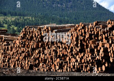 Stapel von rohen Holzstämmen sitzen gestapelt in der Werft bei Tolko Industries Lakeview Division in Williams Lake, British Columbia, Kanada. Stockfoto