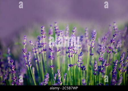 Violettes Lavendelfeld. Lavendelblüten auf verschwommenem Naturhintergrund Stockfoto