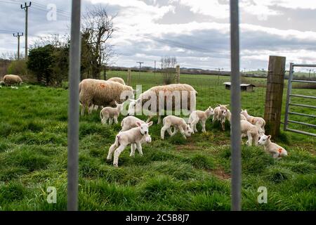 Lämmer und Schafe auf einem Feld in Rutland, England Stockfoto