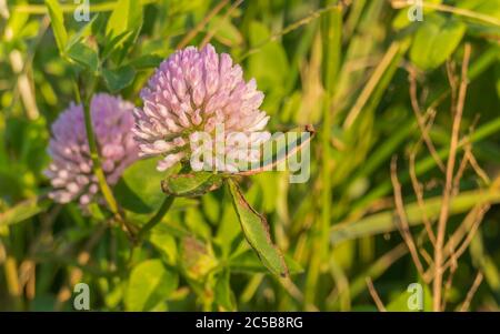 Rote Klee Blume Closeup Ansicht rote Klee trifolium pratense mit Sonnenlicht und im Freien trifolium pratense Stockfoto