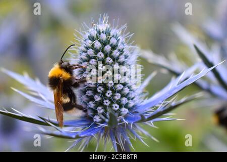 Hummeln sammeln Nektar, der ihnen Energie gibt Sie machen Honig kauen Pollen Mischen Sie es mit ihrem Speichel Social Insekten bilden Kolonien mit Königin Stockfoto