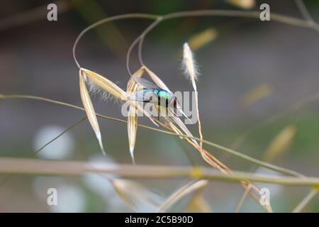 Blasfliege Familie Calliphoridae Metallic blau grün schwarz Insekt blass Larve Schwamm wie Mund Erwachsene Teile Es ist größer als eine Hausfliege lauter im Flug Stockfoto