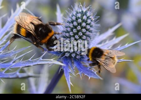 Blaue Eryngium Sommer Bienenpflanze Dutzende von Honigbienen auf Blüte sammeln Nektar für ihre Winterfutter Garten Grenze mehrjährige Blume zieht Schmetterlinge Stockfoto