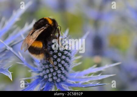 Bombus lucorum white-tailed Hummel auf der Nahrungssuche auf Eryngium oft als Sea Holly bezeichnet. Ein winterharter Pflanzenmagnet für Hummeln schwebt Schmetterlinge Stockfoto