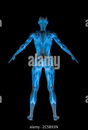 Muscle Frau aufstehen in weißen Hintergrund Rückansicht, 3d-Illustration Stockfoto