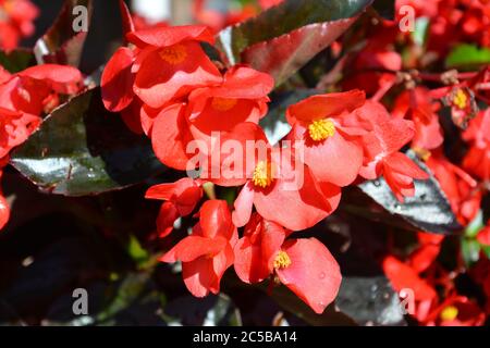 Rote Begonia blüht mit gelben Staubgefäßen am sonnigen Morgen Stockfoto