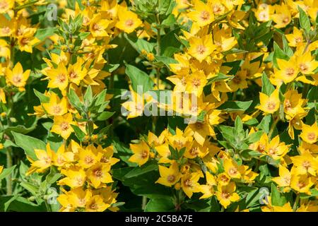 Garten Felberich Blume wächst im Garten (Lysimachia vulgaris) Stockfoto