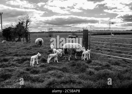 Lämmer und Schafe auf einem Feld in Rutland, England Stockfoto