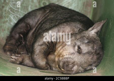 Schlafende Wombat im Lone Pine Koala Sanctuary Stockfoto