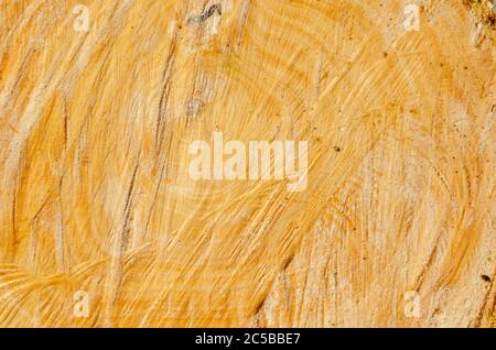 Terminalia Catappa Holzstruktur Stockfoto